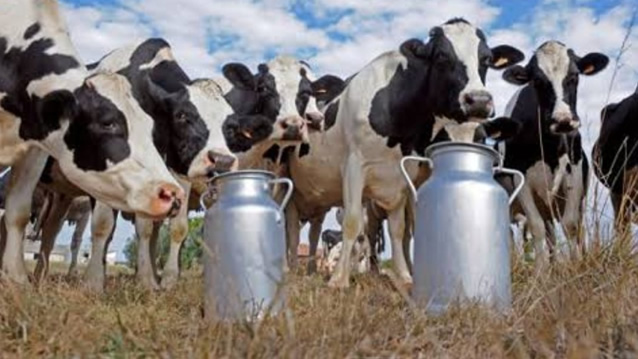 Bovinocultura de leite